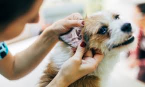 You might have some temporary itching if mites come into contact with your skin, but michele pietrzak, dvm , medical director of vca met vet west animal hospital in pittsburgh, notes that. Dog Ear Mites