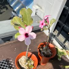 Image result for Adenium boehmianum