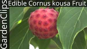 Maybe you would like to learn more about one of these? Edible Cornus Kousa Fruit Edible Fruit Of Korean Dogwood Youtube