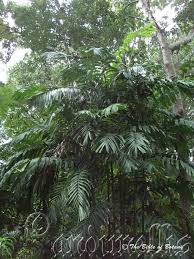 Image result for Lipocarpha monostachya