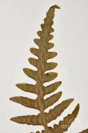 Image result for Histiopteris