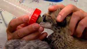 You are now having a good day. Adorable Video Shows Cheetah Cubs Being Cared For At Cincinnati Zoo After Rare C Section Abc News