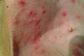 Intossicazioni alimentari, l'allarme dei nas. Dermatite Allergica Da Pulci Dap Cos E E Come Si Cura Prevenzione E Cura Salute Magazine