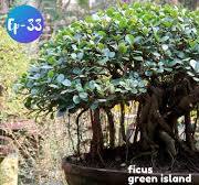 Chinese Banyan Bonsai Style | Ficus Green Island