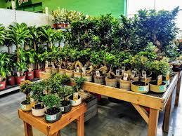 0 based on the privacy policy , some of the data is sensitive and cannot be viewed. Fantastic New Range Of Bonsai Just In Homebase Limerick Facebook