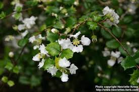 Image result for Malpighia coccigera