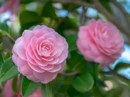 The Biggest Mistakes To Avoid When Growing Camellias Flowers Camellia Flower Flowering Trees
