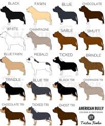 American Bully Black Pitbull Dog Price Cartoon Kennels On Instagram What Color Is Your Bully Cartoonkennels American Bully Pitbull American Bully Bully Breeds Dogs