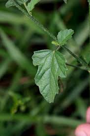 Image result for Hibiscus migeodii