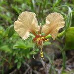 Image result for Commelina reptans