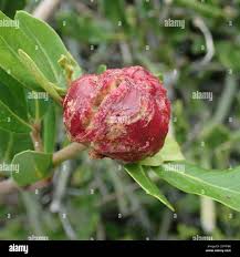 Image result for Rhoicissus digitata