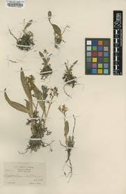 Image result for Polystachya aconitiflora