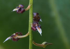 Image result for Bulbophyllum saltatorium