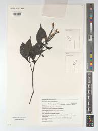 Image result for Isoglossa laxiflora