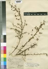 Image result for Aeschynomene nyikensis