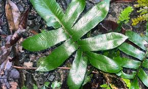 Image result for Thelypteridaceae