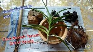 Artikel ini akan membincangkan cara tanam orkid yang betul, penjagaan pokok tersebut dan orkid merupakan salah satu tanaman hiasan komersil yang popular, eksotik dan bernilai tinggi. How I Pot Vanda Orchid Or Terrestrial Orchids Bagaimana Saya Tanam Orkid Vanda Atau Orkid Tanah Youtube