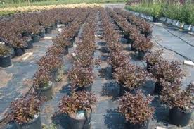 Magenta pink flowers stand out against the bronze foliage and lime venation. Weigela Florida Dark Horse Bred By Peter Moore