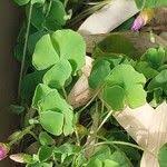 Image result for Oxalis depressa