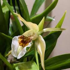 Image result for Bulbophyllum schinzianum