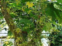 Image result for Vasconcellea pubescens