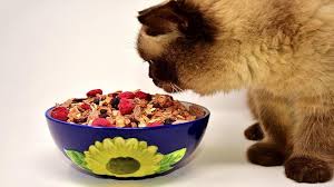 Cats can eat honey when they're sick, particularly with a sore throat or inflammation in their respiratory system. What Foods Can Cats Eat Foods Unsafe For Cats Petmoo