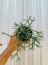 Image result for Rhipsalis