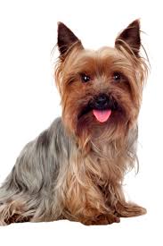 Beautiful Yorkshire With Long Hair Isolated On White Background Yorkshireterrier Yorkshire Terrier Terrier Yorkie
