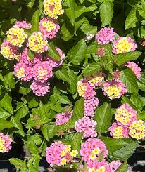 Image result for Lantana