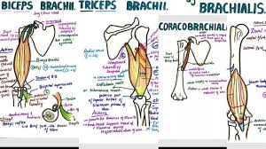 Muscles that move the shoulder and arm include the trapezius and serratus anterior. Muscles Of Upper Arm Two Compartments Attachments Origin Insertion Nerve Supply Actions Youtube