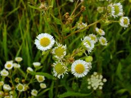 Image result for Erigeron steudelii
