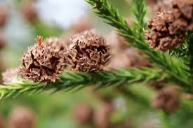 Image result for Cryptomeria