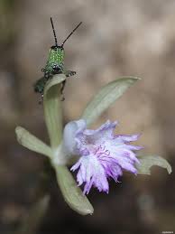 Image result for Nervilia crociformis