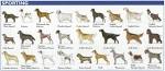 American Kennel Club (AKC) Recognized Breeds - Dog Breed Info