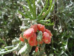 .cholla / desert christmas cactus opuntia leptocaulis the most slender of all chollas desert: Darning Needle Cactus A Great Candidate For The Holidays