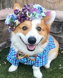Corgis have a double coat and do shed, generally twice a year and they are not hypoallergenic. Corgi Puppies Thrn And Now
