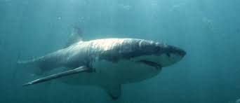 Download great white shark images and photos. How The Great White Shark S Genes May Help To Fight Cancer World Economic Forum