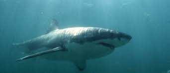 See our updated species profile for all the key information about this ancient and beautiful predator. How The Great White Shark S Genes May Help To Fight Cancer World Economic Forum