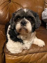 Why buy a puppy for sale if you can adopt and save a life? Newtown Ct Shih Tzu Meet Lady A Pet For Adoption Pets Pet Adoption Shih Tzu