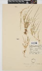 Image result for Chloris mossambicensis