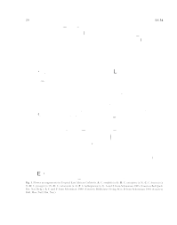 Image result for Callitriche vulcanicola