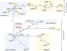 Malaysia service equipment, malaysia advertising equipment, malaysia advertising equipment A Multigene Approach To Determine The Molecular Phylogeography Of Argiope Mangal And Argiope Dang Araneae Araneidae And Their Genetic Relationships With The Argiope Aetherea Species Group Sciencedirect