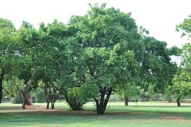 Image result for Combretum pisoniiflorum