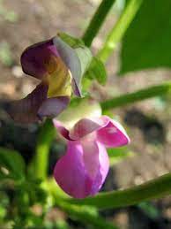 How To Grow Beans The Ultimate Guide Epic Gardening Survival Gardening Recycled Garden Projects Raised Garden Beds