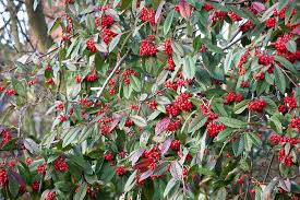 Image result for Cotoneaster
