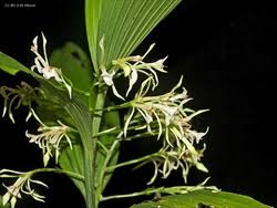 Image result for Corymborkis corymbis