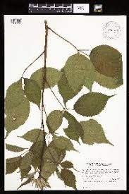 Image result for Rubus chapmanianus