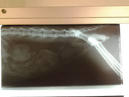 Cat anesthesia is extremely safe when the patients are stabilized before the procedure and all effort is made to have a good understanding of the cat's medical condition before surgery. Cat Constipated With Hairball Blockage In Intestine Cannot Need Advice On Homeopathic Methods Or Alleviations To