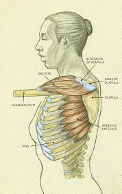 Oblique superior aspect of the rib cage. Muscles Of The Neck And Torso Classic Human Anatomy In Motion The Artist S Guide To The Dynamics Of Figure Drawing
