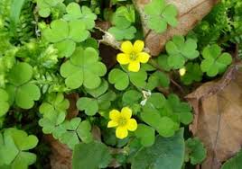 These are destined to absorb the shocks why dose disc slip from its actual position? Changeri Oxalis Corniculata Changeri Uses Benefits And Properties